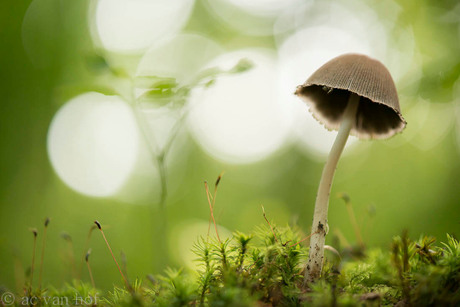 Paddestoelen wereld