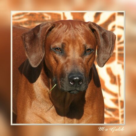 Rhodesian Ridgeback