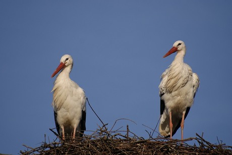 ooievaar in natuurpark Lelystad