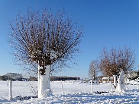 Sneeuwlandschap