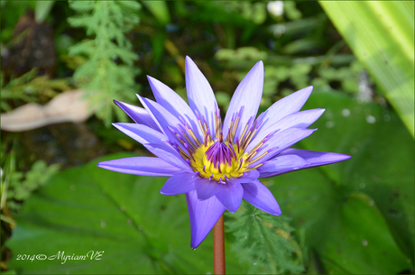 Flori Mundi Plantentuin Meise