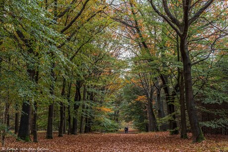 Natuurgebied de Nieuwe Heide 2