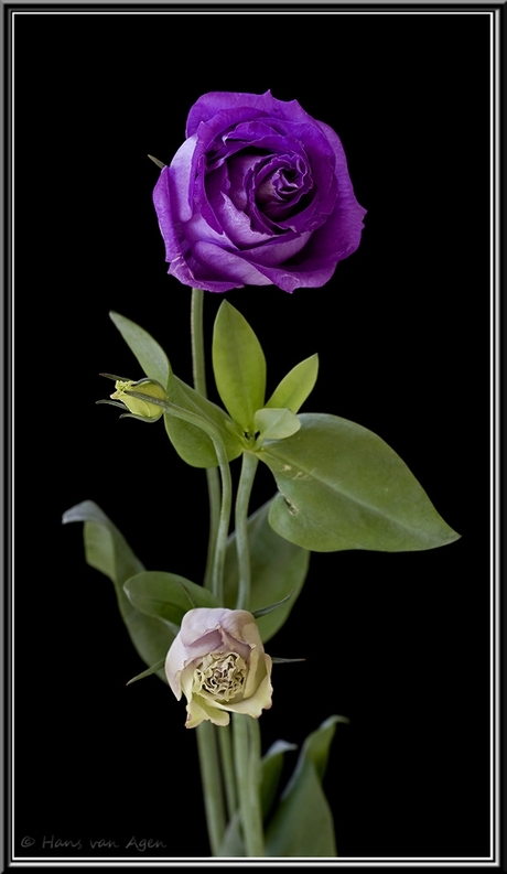 Purple Lisianthus