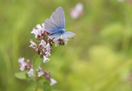 Icarus Blauwtje