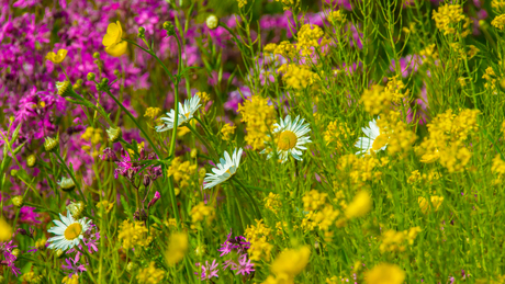 Bloemen langs de rivier