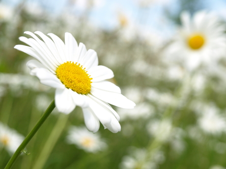 Margriet?.JPG