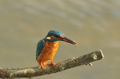 Ijsvogel met krabje