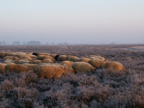 Winter op de heide.