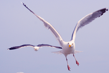 Zo vrij als een vogel