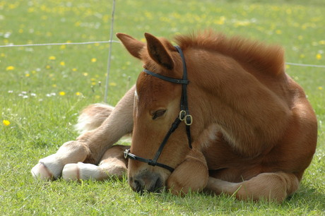 paard, veulen