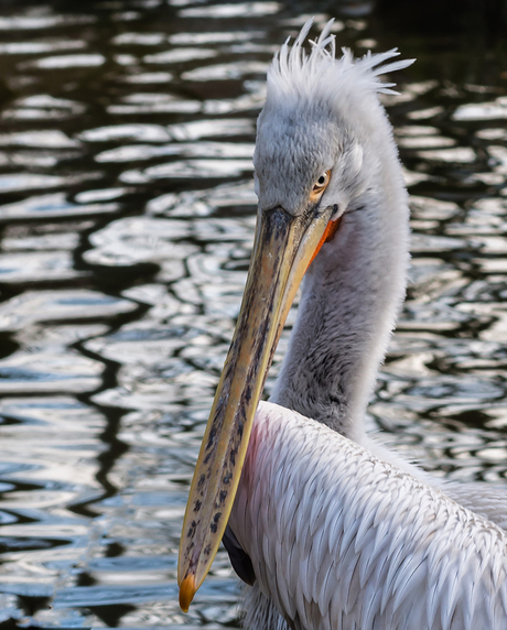 Heeft een oogje op mij