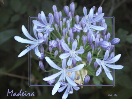 Bloemen Madeira