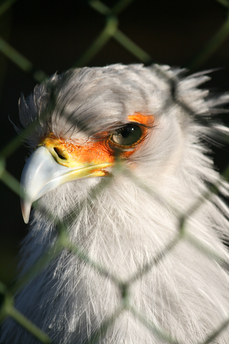 Secretaris vogel