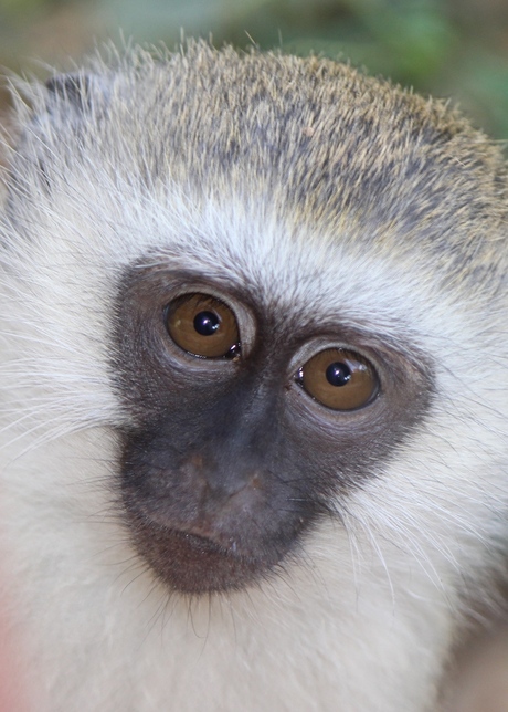 Vervet Monkey