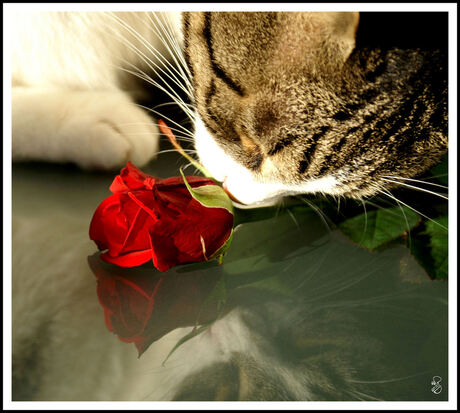 Kiss for a rose