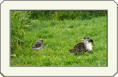 Man en Vrouw _ Kemphaan