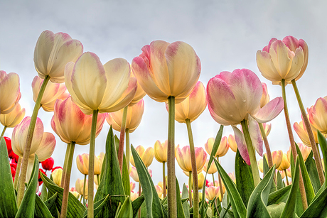 Tulpen uit de polder