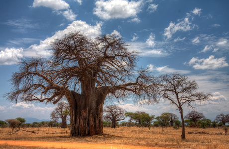 Baobab in Tarangire