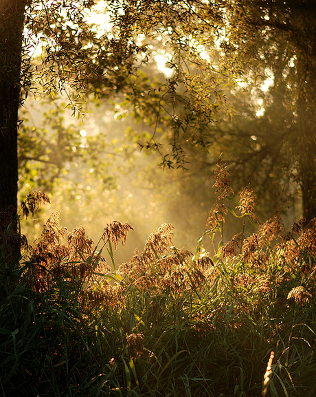 Herfts licht in de ochtend