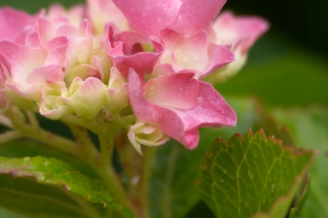 Hortensia