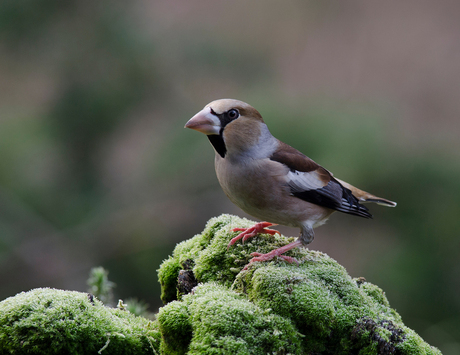 Appelvink