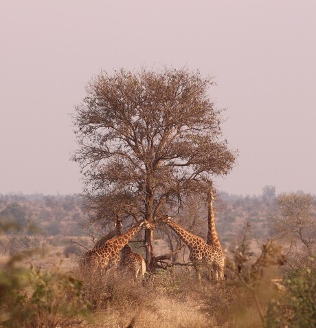 Giraffen in overleg op de savanne