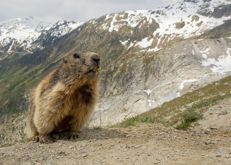 Alpenmarmot