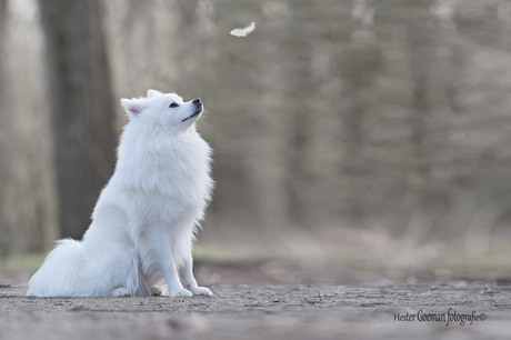 koda in het bos