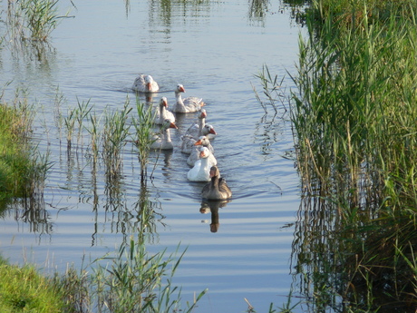 jonge ganzen