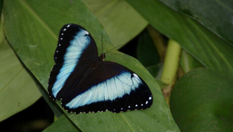 Morpho vlinder