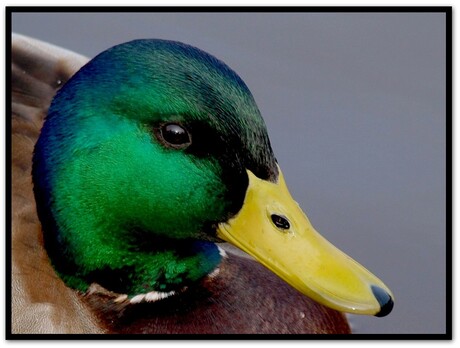 Duck