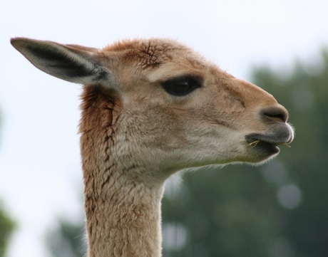 Lama