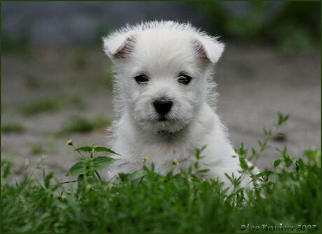 West Highland White Terrier pup