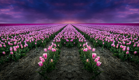 Tulips In Darkness