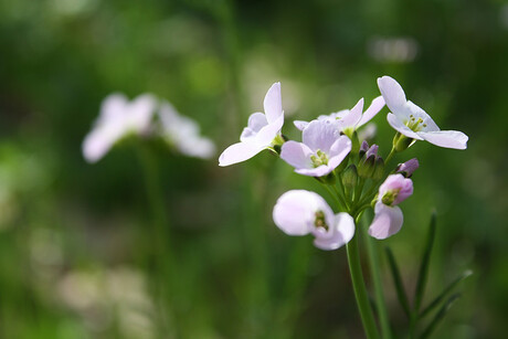 Pinksterbloem