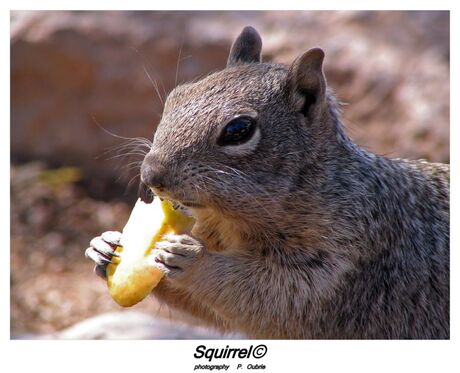 Squirrel Grand Canyon