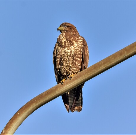 buizerd