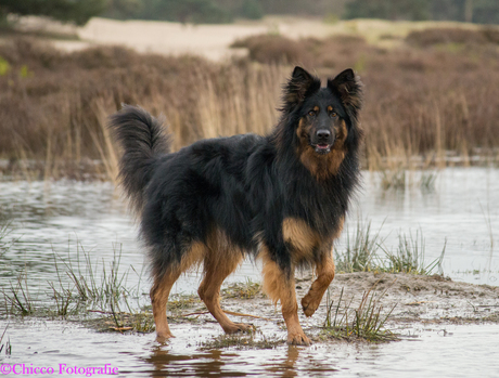 Chicco tijdens onze dagelijkse wandelingen