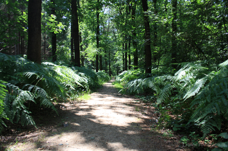 varens in het bos