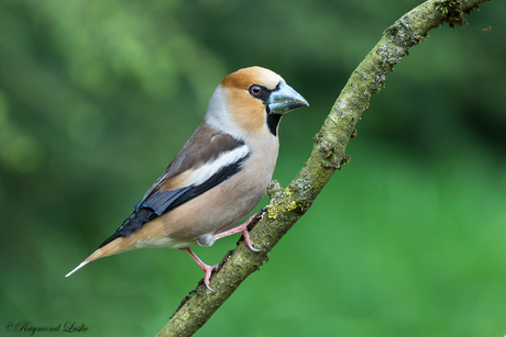 Appelvink