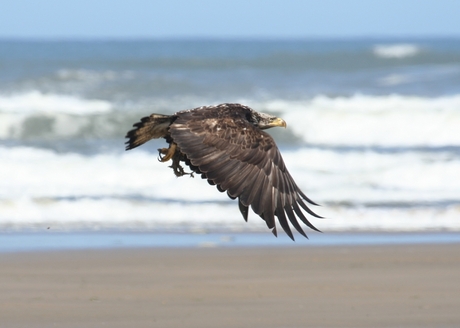 Jonge Bald Eagle