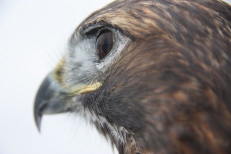 buizerd01