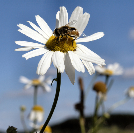 Bij op bloem