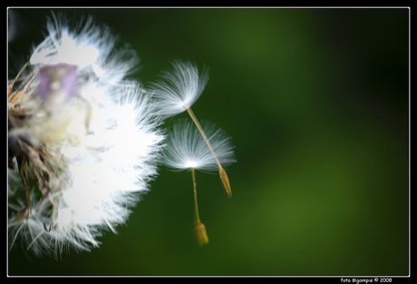 Windkracht