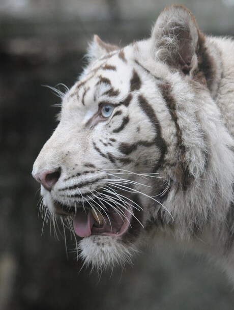 White tiger