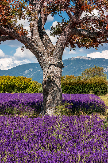 Lavendel en boom