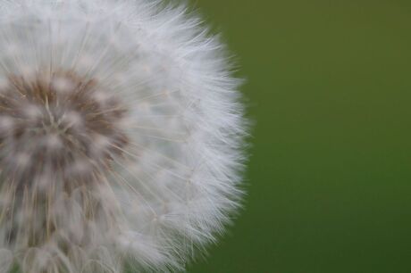 Paardenbloem