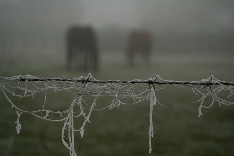 Paarden in de mist