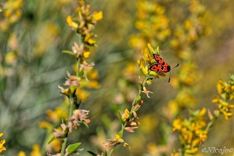 Zygaena laeta.