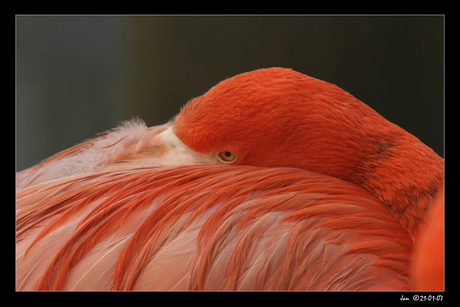 Cubaanse flamingo